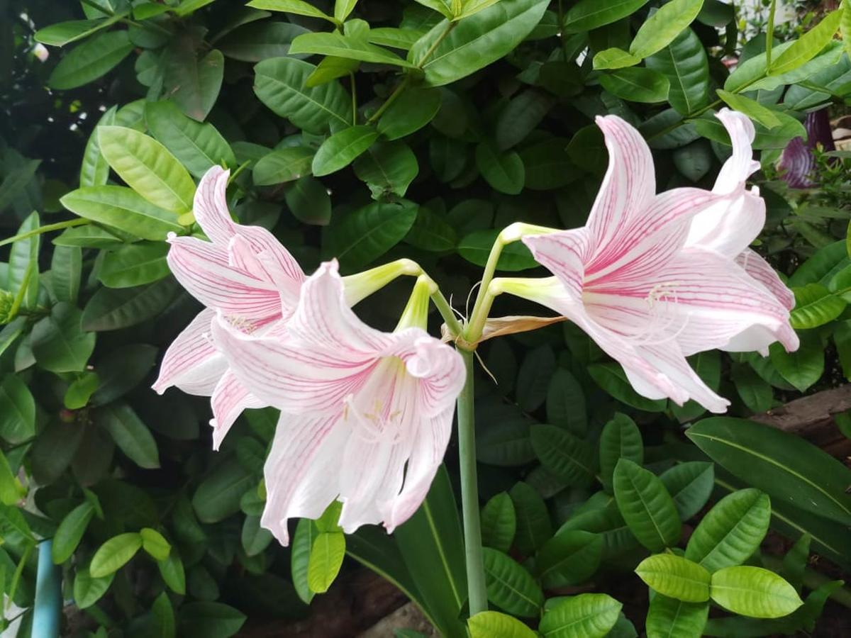 Xuanmai Garden Resort Pakse Εξωτερικό φωτογραφία