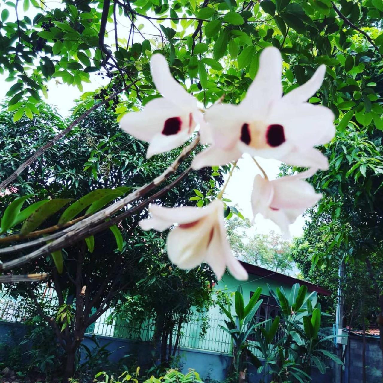 Xuanmai Garden Resort Pakse Εξωτερικό φωτογραφία